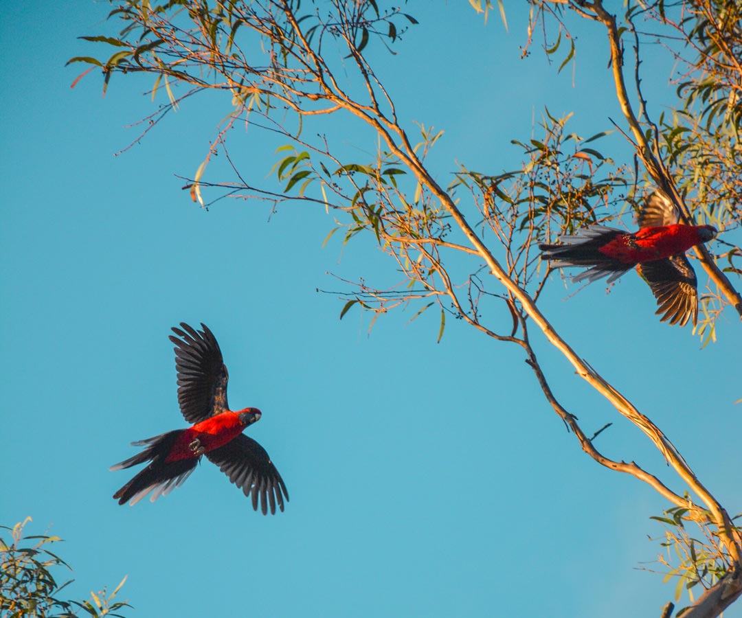 Aged care jobs in Seabrae Manor Aged Care in Rothwell, QLD